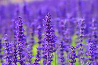 The 20 Best Perennials To Add Some Life And Color To Your Home Garden