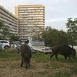 Wild boars eat the grass in a garden close to residential buildings in Ajaccio, Corsica, in April