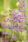 The 20 Best Perennials To Add Some Life And Color To Your Home Garden