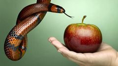 7 Red Flags It's Probably a Nutrition Scam