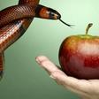 7 Red Flags It's Probably a Nutrition Scam