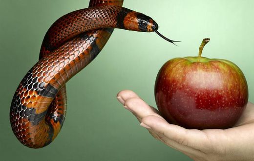 7 Red Flags It's Probably a Nutrition Scam