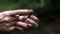 The Truth About Mushroom Supplements