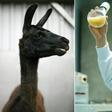(COMBO) This combination of photos created on May 8, 2020 shows an undated handout photo provided by the VIB-UGent Center for Medical Biotechnology on May 8 showing 4-year-old llama called Winter, at an undisclosed location (L), and a photo taken on Ma...
