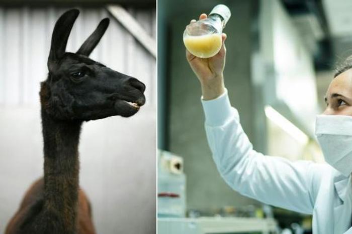 (COMBO) This combination of photos created on May 8, 2020 shows an undated handout photo provided by the VIB-UGent Center for Medical Biotechnology on May 8 showing 4-year-old llama called Winter, at an undisclosed location (L), and a photo taken on Ma...