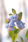 The 20 Best Perennials To Add Some Life And Color To Your Home Garden