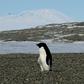Almost all of the ice lost from Antarctica, and half of that from Greenland, has been triggered by warming ocean water speeding the movement of glaciers toward the sea
