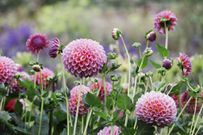 The 20 Best Perennials To Add Some Life And Color To Your Home Garden