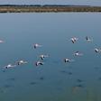 The coronavirus lockdown has brought a welcome reprieve for Albania's flamingoes 