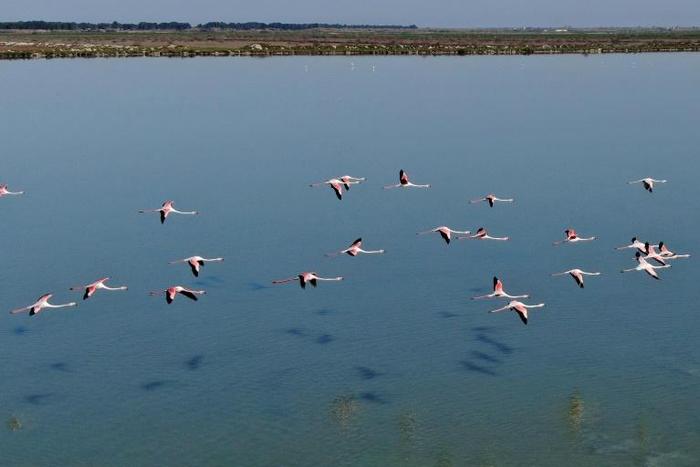 The coronavirus lockdown has brought a welcome reprieve for Albania's flamingoes 