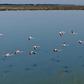 The coronavirus lockdown has brought a welcome reprieve for Albania's flamingoes 