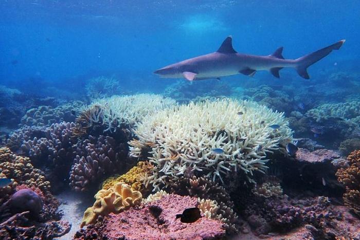 Recent phenomena such as the mass bleaching of the Great Barrier reef suggest heat-related die-off is already occuring in places