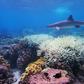 Recent phenomena such as the mass bleaching of the Great Barrier reef suggest heat-related die-off is already occuring in places