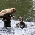 Monkeys took to public ponds to escape the heat in Allahabad as India wilted under record high temperatures in some places