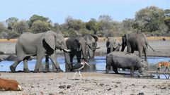 Botswana is home to some 130,000 elephants