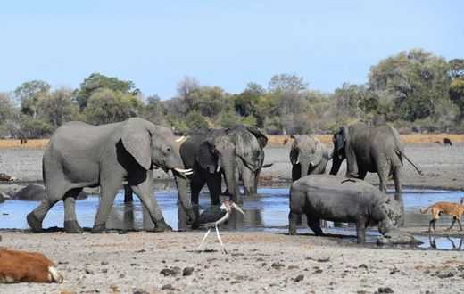 Botswana is home to some 130,000 elephants