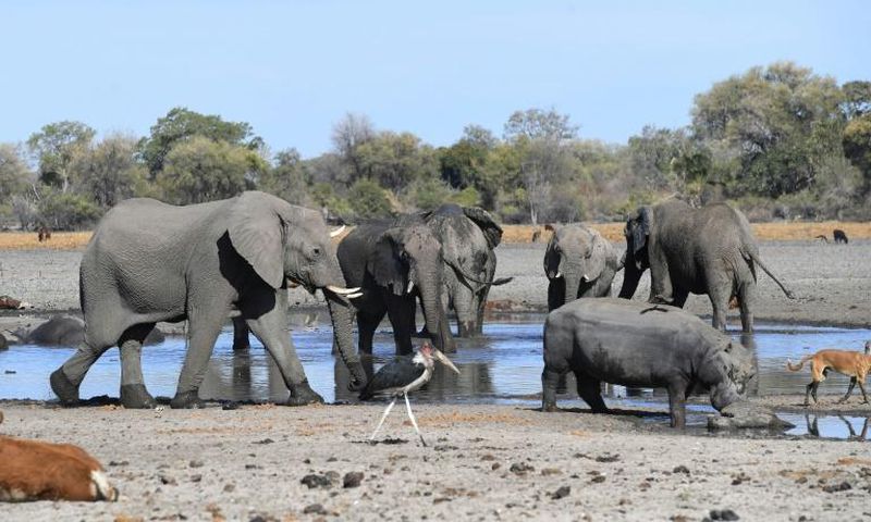 Botswana is home to some 130,000 elephants