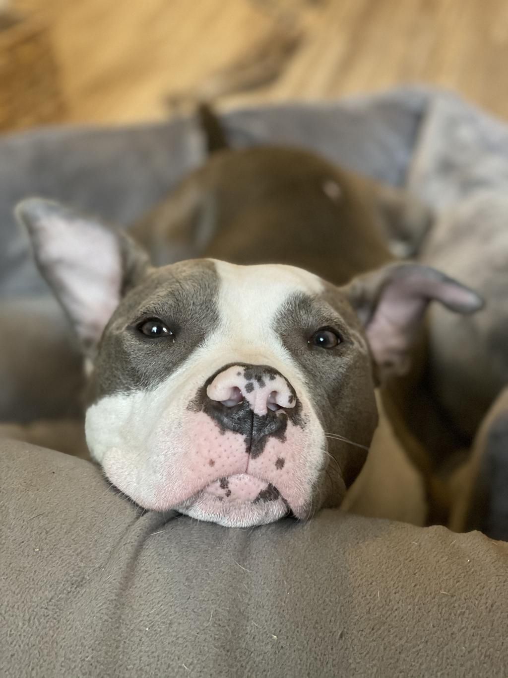 Sad puppy eyes used to maximum effect.