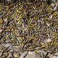 Farmers in Pakistan are struggling as the worst locust plague in 25 years wipes out entire harvests in the country's agricultural heartlands