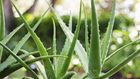 8 Legit Uses For Aloe Vera