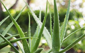 8 Legit Uses For Aloe Vera