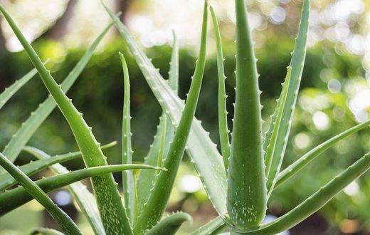 8 Legit Uses For Aloe Vera