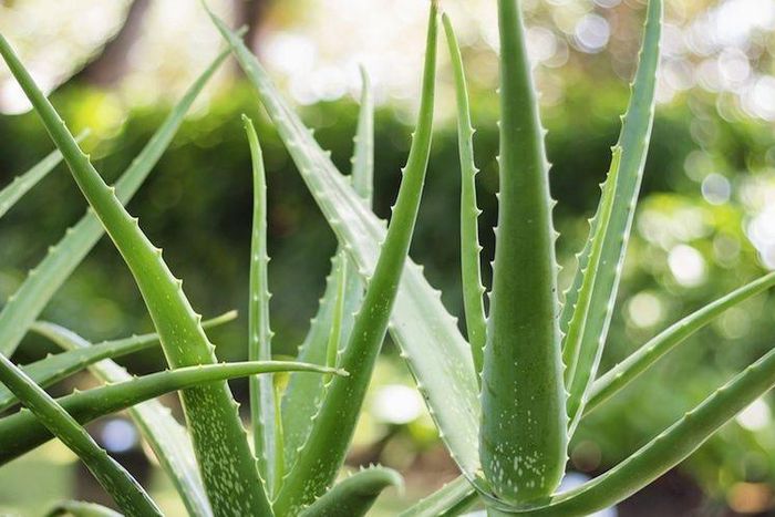 8 Legit Uses For Aloe Vera