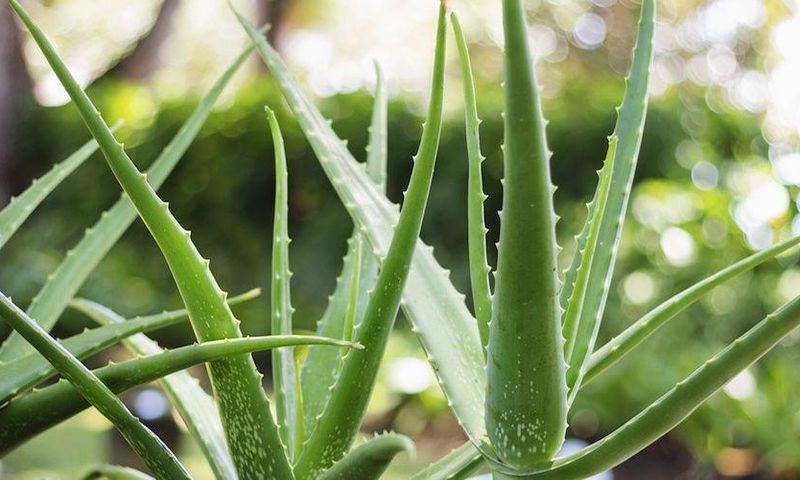 8 Legit Uses For Aloe Vera