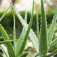 8 Legit Uses For Aloe Vera