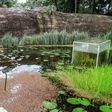 Botanist Alberto Gomez cleans a lake at his botanical garden in Quindio, Colombia