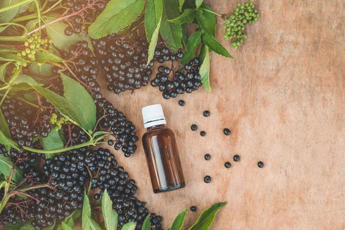 Elderberry Extract Will Not Prevent Coronavirus