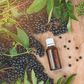 Elderberry Extract Will Not Prevent Coronavirus