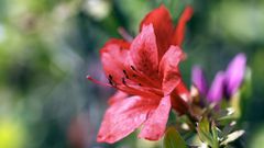 The 20 Best Perennials To Add Some Life And Color To Your Home Garden