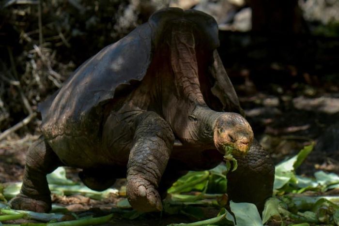 Giant tortoise Diego seen here feeding in the Galapagos National Park on the island of Santa Cruz on February 27, 2019