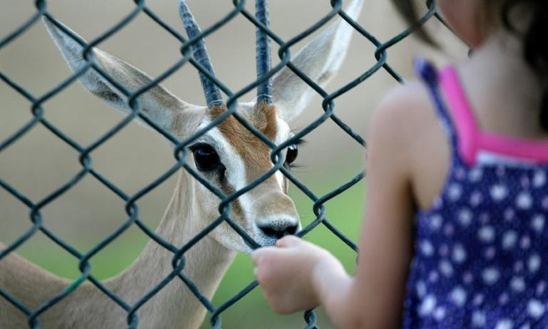 The dorcas gazelle, seen here at a zoo in Kuwait, is hunted for its meat in the Sahara