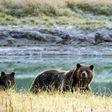 Grizzly bears once flourished across the West's wilderness, but only around 1,500 survive today in the 48 lower US states