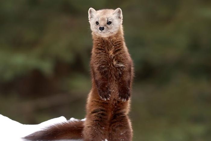 Watch Dr. P Punch A 'Weasel' Neck Cyst