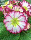 The 20 Best Perennials To Add Some Life And Color To Your Home Garden