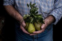Close up of man holding bunch of green pears.