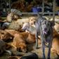 A controversial kennel known as Auntie Ju's Shelter for Stray Dogs on the outskirts of Bangkok says donations of food and money have dramatically decreased since the outbreak of coronavirus