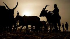 An udder way of paying: Chad is reimbursing its debt to Angola with cattle
