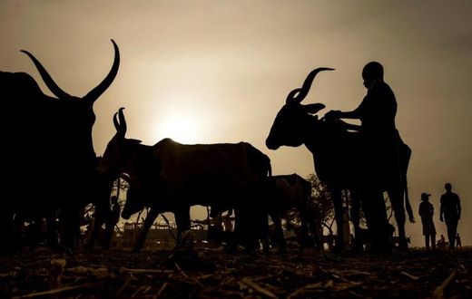 An udder way of paying: Chad is reimbursing its debt to Angola with cattle