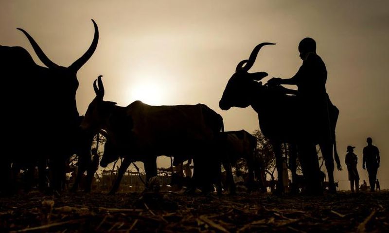 An udder way of paying: Chad is reimbursing its debt to Angola with cattle