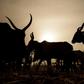 An udder way of paying: Chad is reimbursing its debt to Angola with cattle