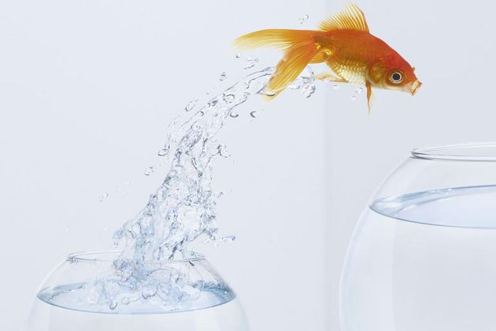 Watch Dr. P Squeeze A 'Jumping' Cyst