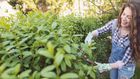 How To Get Rid Of Ticks From Your Body (And Yard!)