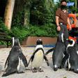 With the zoo closed to the public as Singapore battles a worsening virus outbreak, its African penguins are revelling in the chance to do some exploring