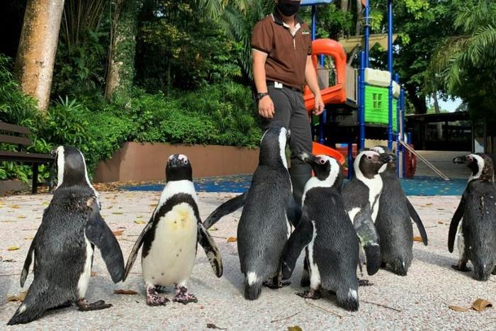 With the zoo closed to the public as Singapore battles a worsening virus outbreak, its African penguins are revelling in the chance to do some exploring