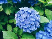 The 20 Best Perennials To Add Some Life And Color To Your Home Garden