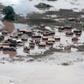 800 people left homeless after night floods